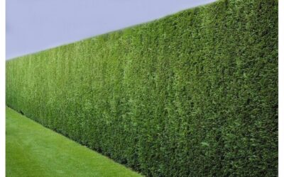 жив плет от лейландии