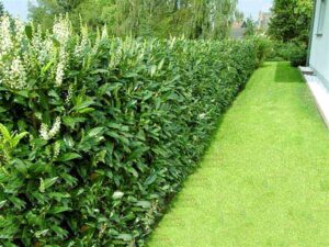 жив плет от лавровишна