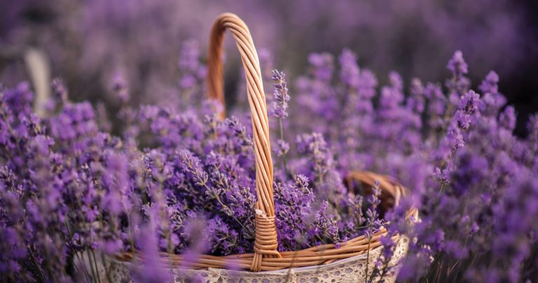 Растения, които отблъскват комарите – естествени начини за летни вечери