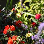 цветно оформяне на градина, модерна цветна градина