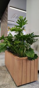 Озеленяване на кашпи с Philodendron Xanadu