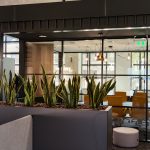 Интериорно озеленяване Sansivieria