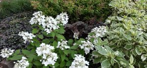 Цъфтяща Hydrangea paniculata в частна градина