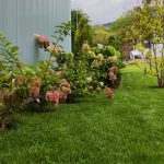 Цъфтяща Hydrangea paniculata в частна градина