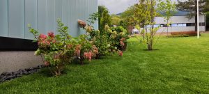 Цъфтяща Hydrangea paniculata в частна градина