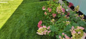 Цъфтяща Hydrangea paniculata в частна градина